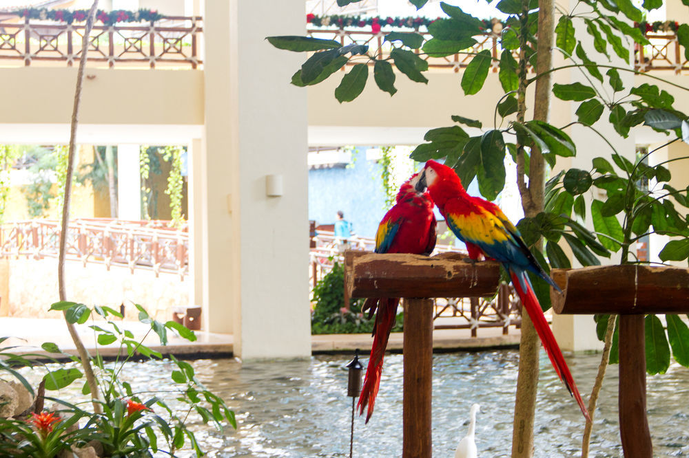 Occidental At Xcaret Destination Hotel Playa del Carmen Kültér fotó Parrots at the lobby